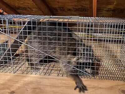Tacoma raccoon trapping